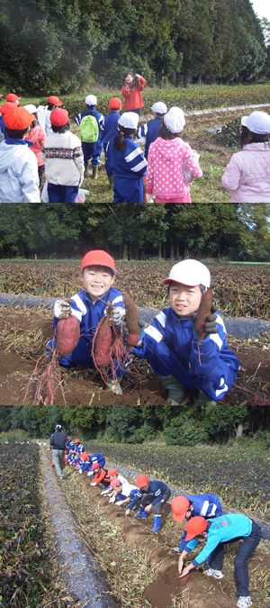 先日、地元小学校の芋掘り体験授業を行いました!!